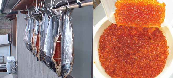 自家製の塩引き鮭 と 醤油イクラ（醤油はらこ）